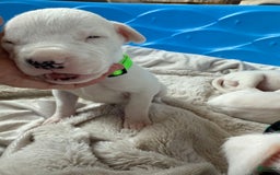 Dogo Argentino dogs for sale: M2 - Image 2