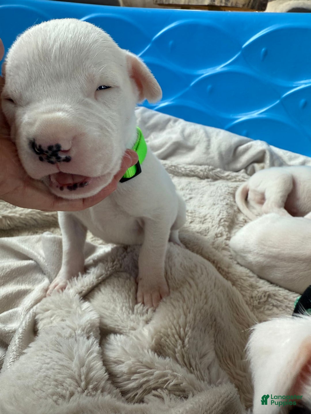 Dogo Argentino dogs for sale: M2 - Image 2