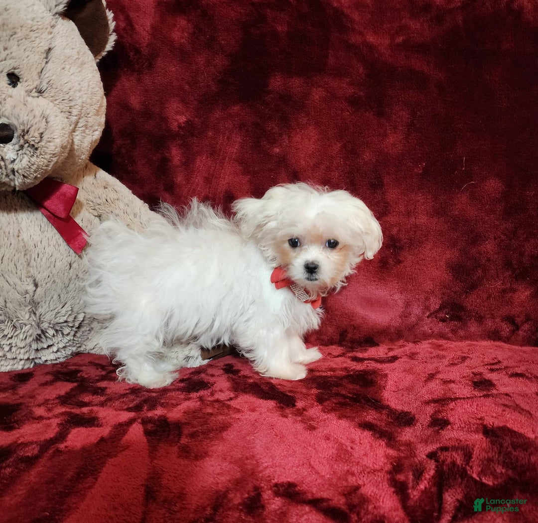 Malshi dogs for sale: Lacey - Image 9