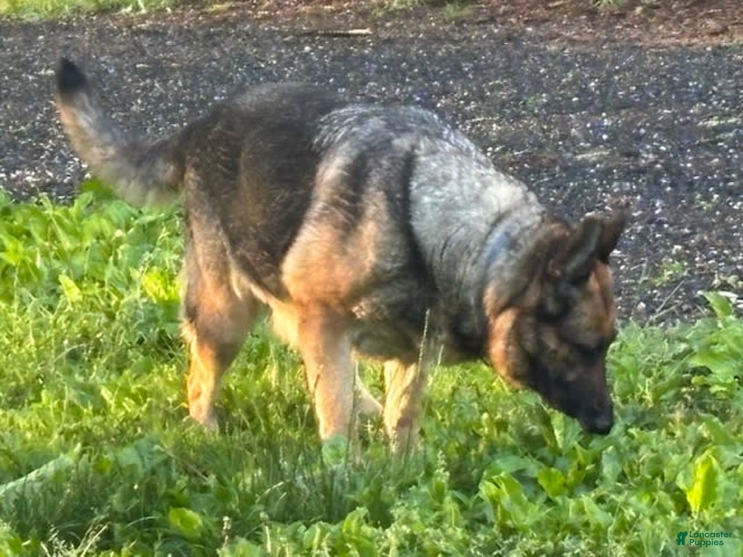 German Shepherd dogs for sale: Chance - Image 3