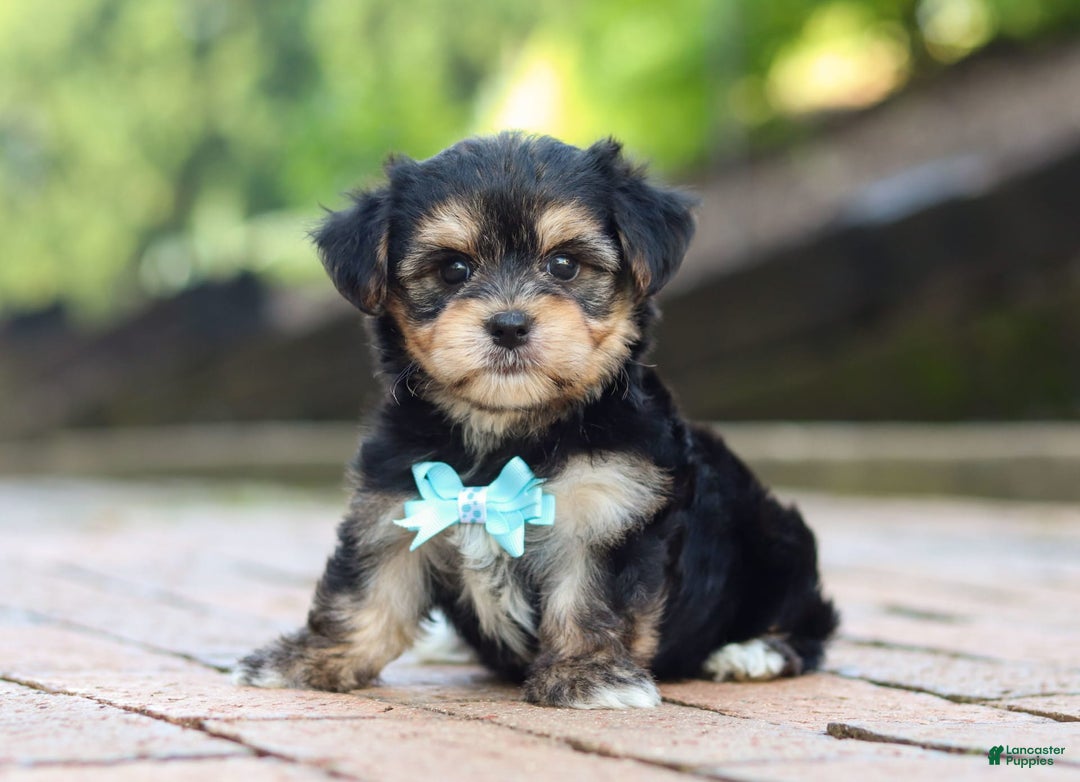 Morkie dogs for sale: Paul - Image 3