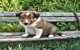 Shetland Sheepdog dogs for sale: Charlotte - Image 4