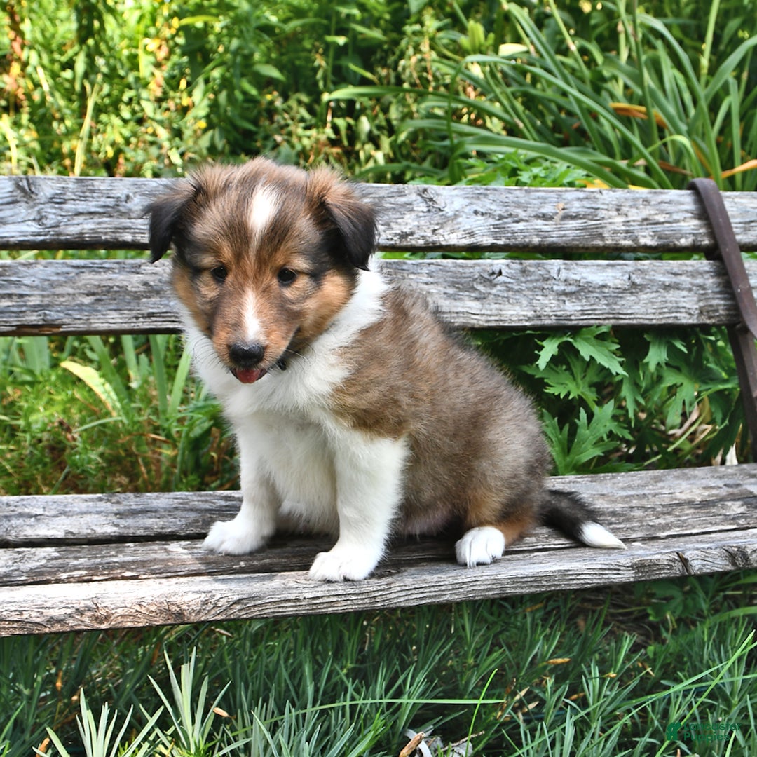 Shetland Sheepdog dogs for sale: Charlotte - Image 4