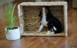 Cavalier King Charles Spaniel dogs for sale: Dylan - Image 7