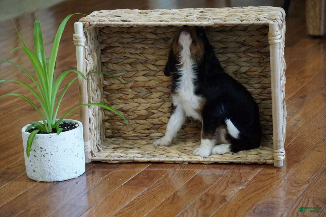 Cavalier King Charles Spaniel dogs for sale: Dylan - Image 7