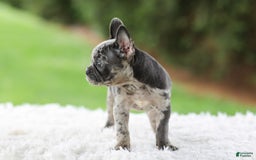 French Bulldog dogs for sale: Venus - Image 3