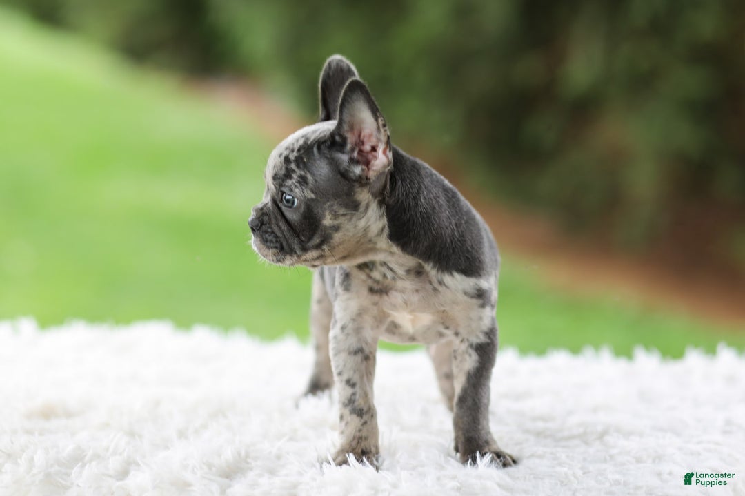 French Bulldog dogs for sale: Venus - Image 3