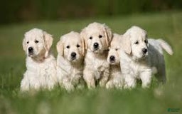 Golden Retriever dogs for sale: Finn - Image 5