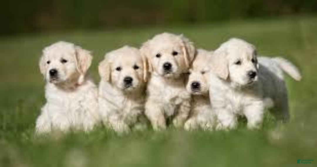 Golden Retriever dogs for sale: Finn - Image 5