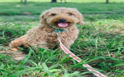 Mini Goldendoodle dogs for sale: Sand - Image 3