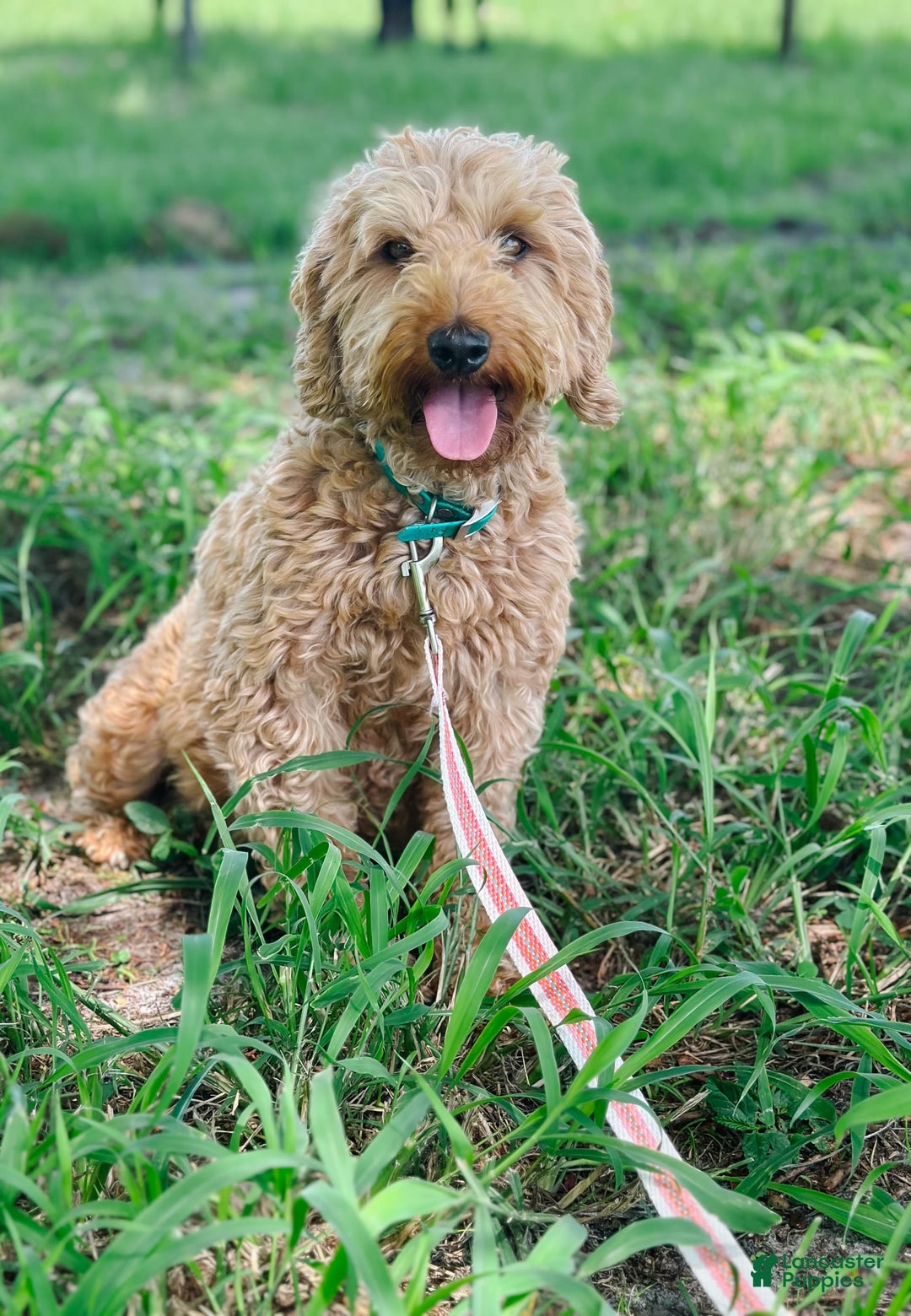 Mini Goldendoodle dogs for sale: Sand - Image 3