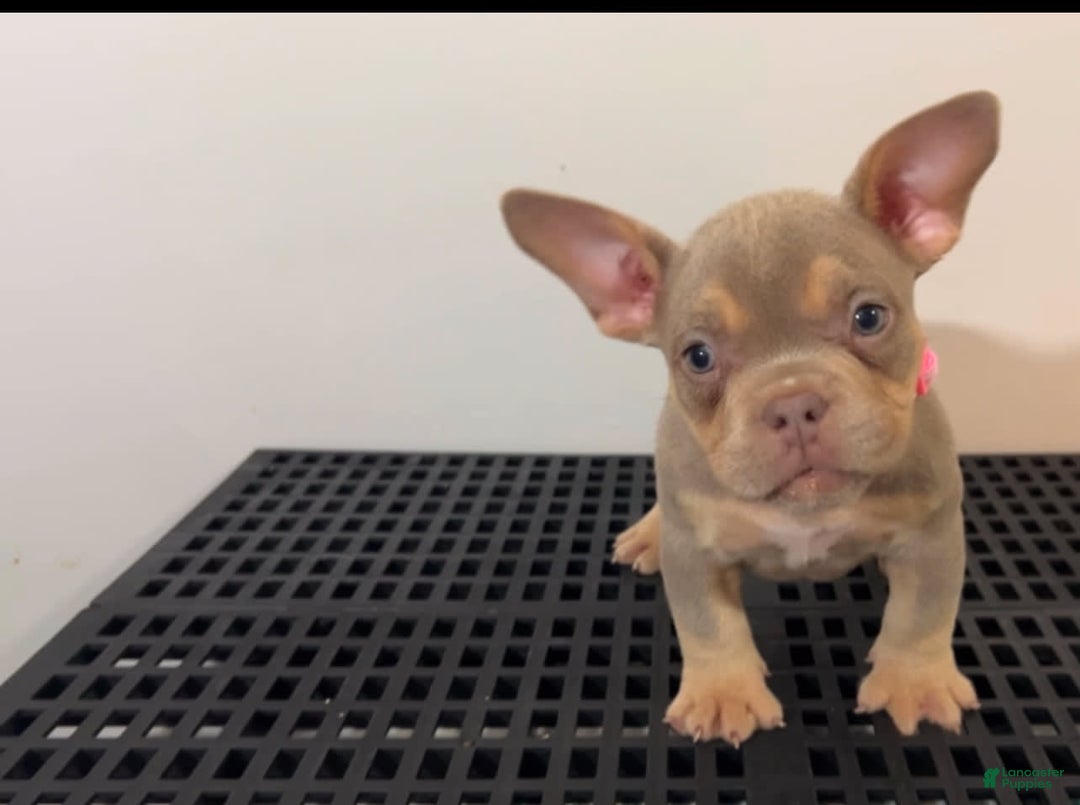 American Bully dogs for sale: Pinky - Image 1