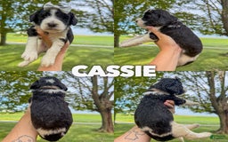 Saint Berdoodles dogs for sale: Cassie - Standard F1b - Image 1