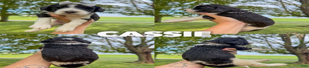 Cassie - Standard F1b