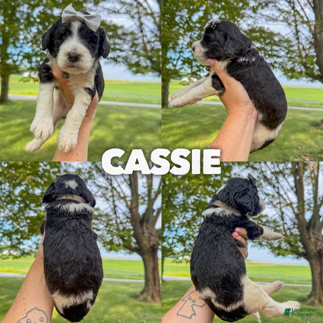 Saint Berdoodles dogs for sale: Cassie - Standard F1b - Image 1