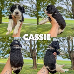 Cassie - Standard F1b