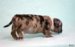 American Bully dogs for sale: Black Brindle Merle Male - Image 8