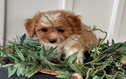 Cavachon dogs for sale: Sammy - Image 3
