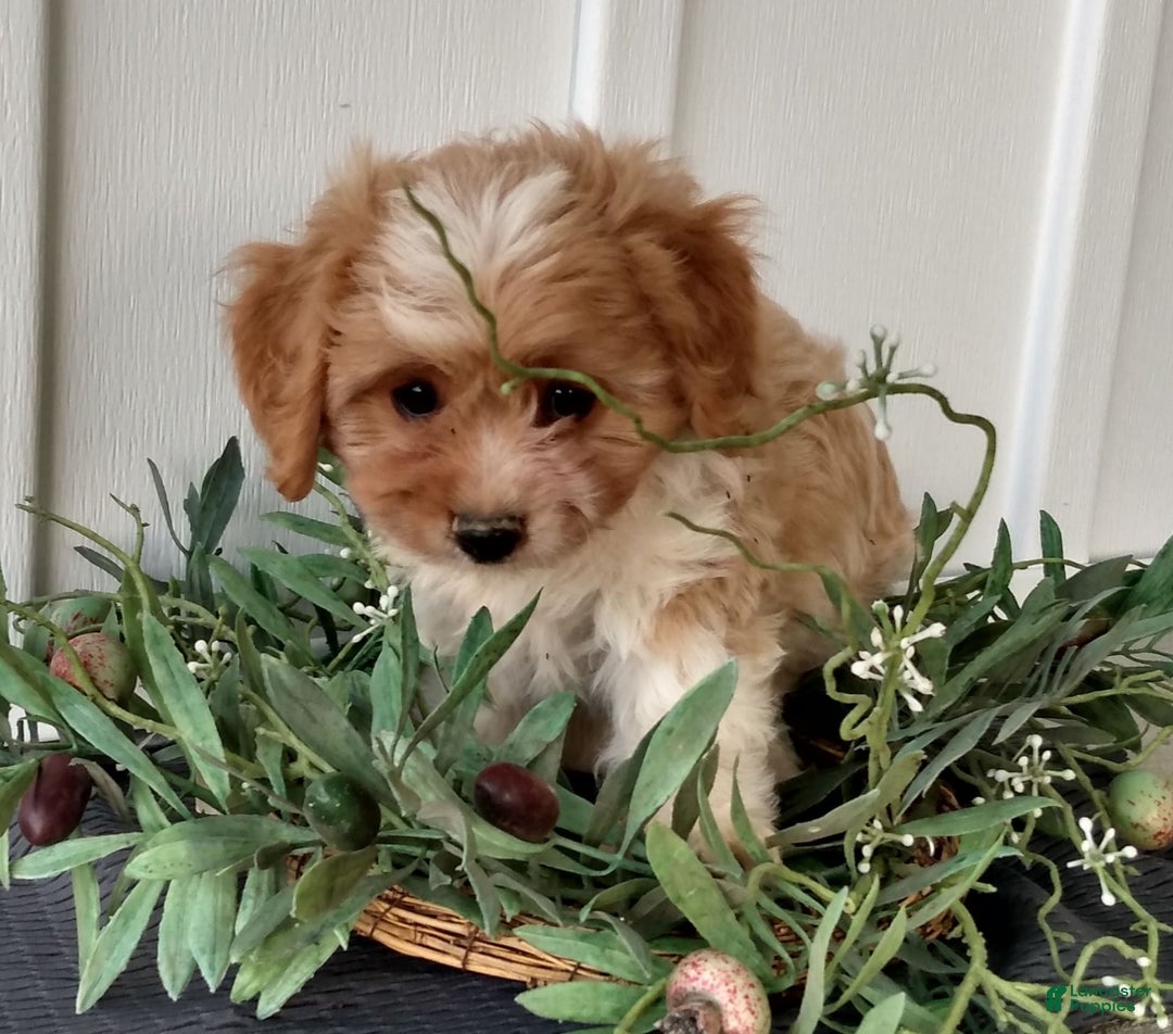 Cavachon dogs for sale: Sammy - Image 3
