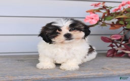 Teddy Bear dogs for sale: Lori - Image 2