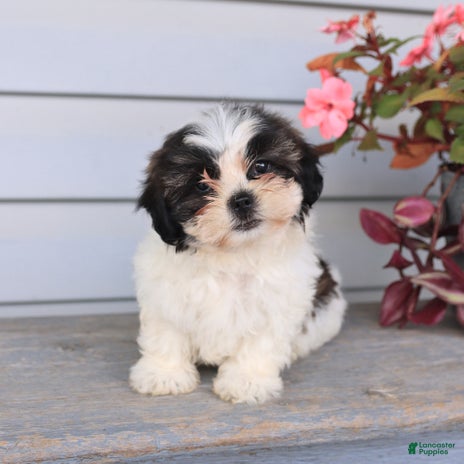 Teddy Bear dogs for sale - Ad 3