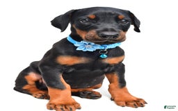 Doberman Pinscher dogs for sale: Melody - Image 6