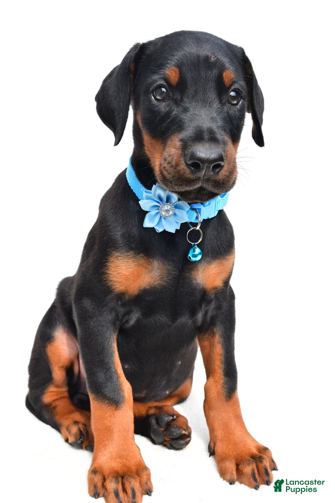 Doberman Pinscher dogs for sale: Melody - Image 6