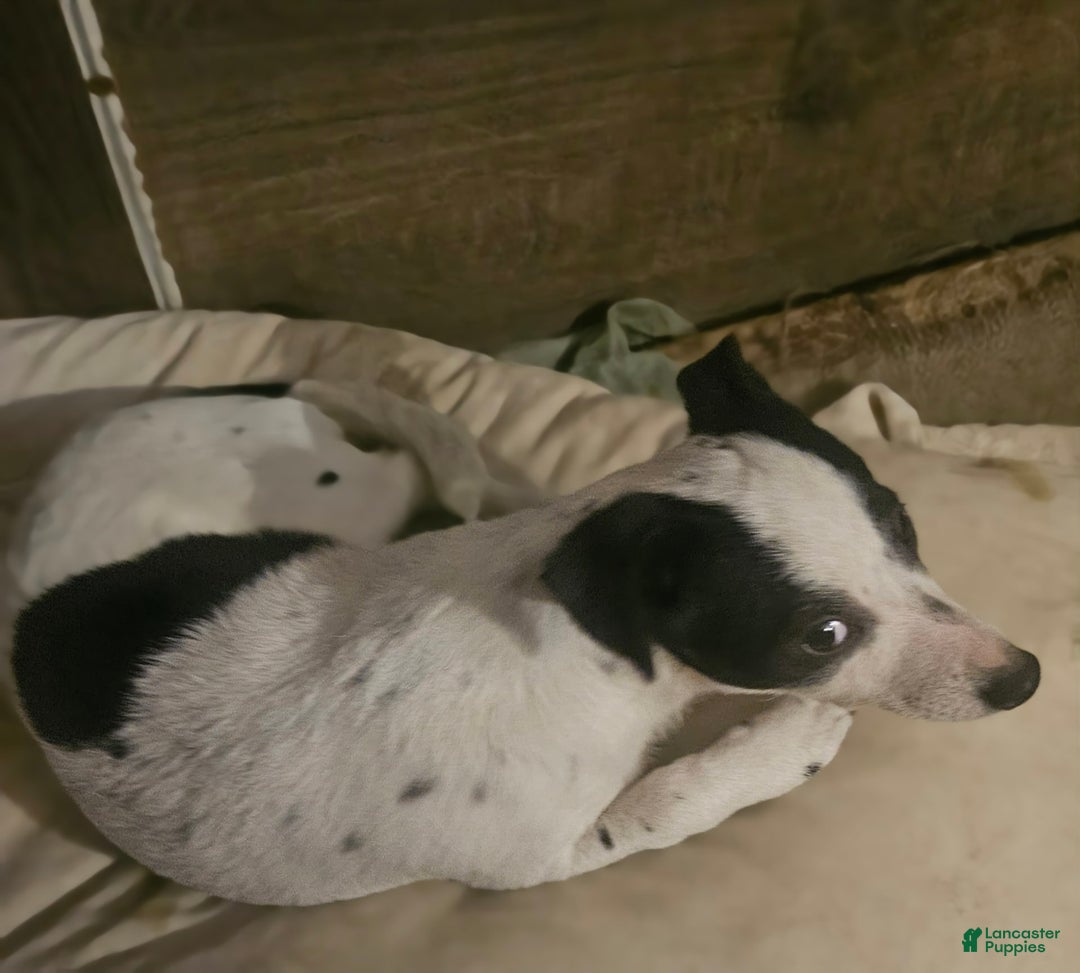 Chihuahua dogs for sale: X - Image 7