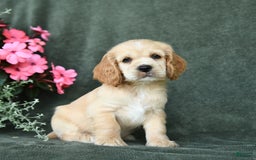 Cocker Spaniel dogs for sale: Chase - Image 1