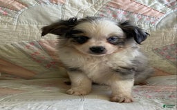 Pomchi dogs for sale: Tommy - Image 2