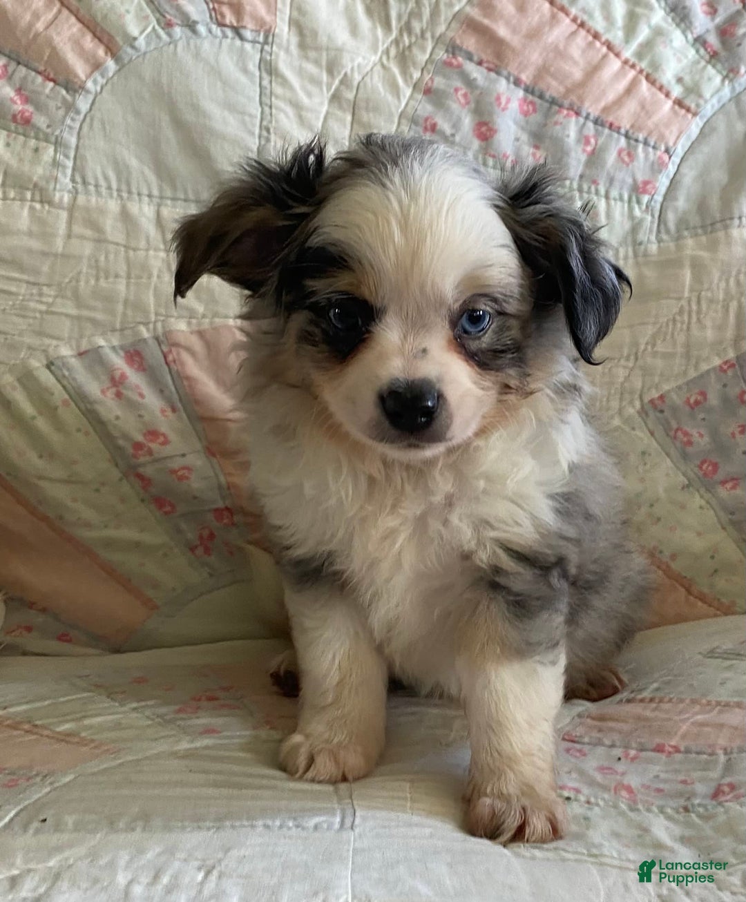 Pomchi dogs for sale: Tommy - Image 2