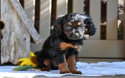 Cavapoo dogs for sale: Cavapoo 6 puppies - Image 5