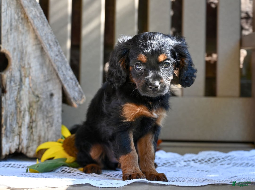 Cavapoo dogs for sale: Cavapoo 6 puppies - Image 5