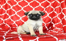 Pug dogs for sale: Lucky - Image 3