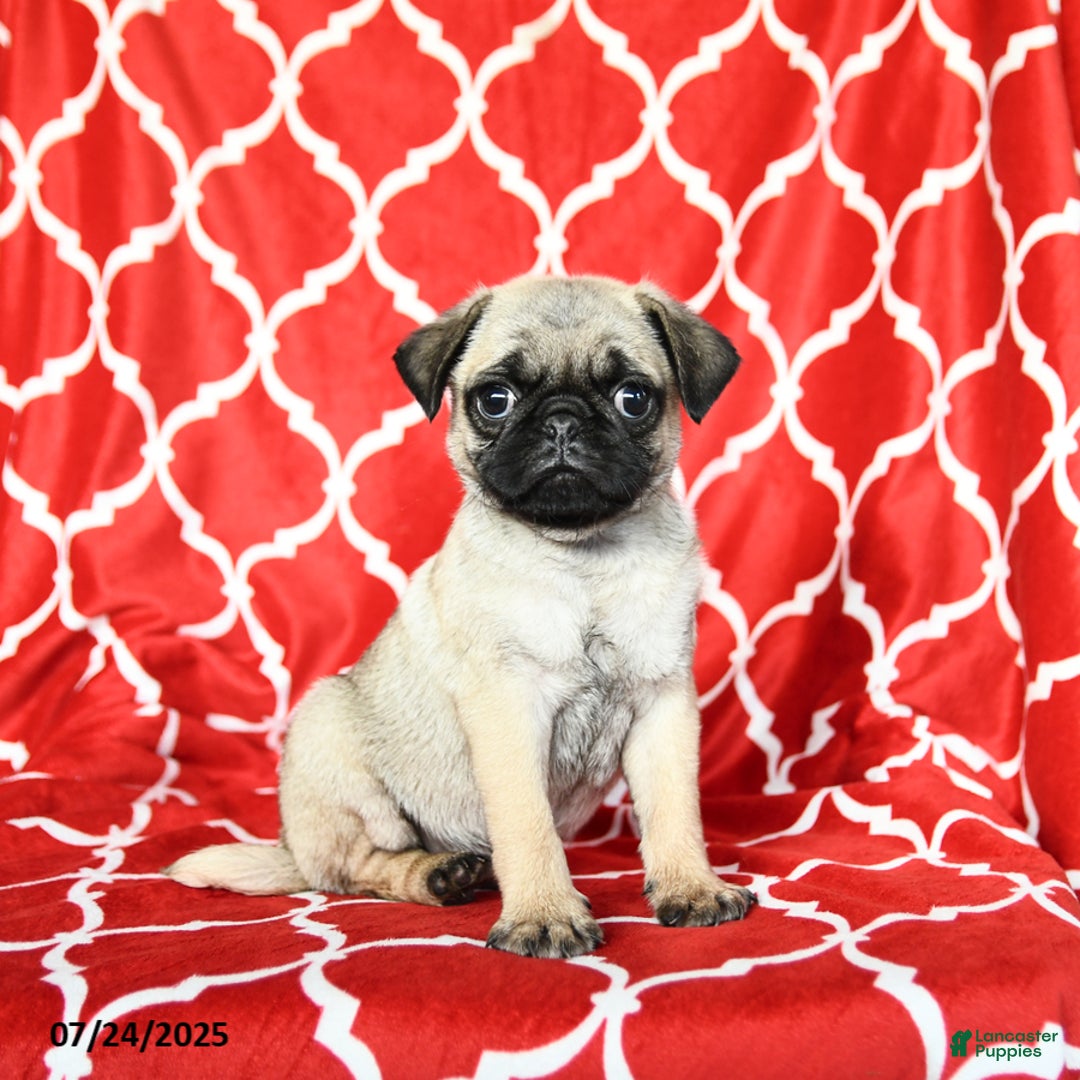 Pug dogs for sale: Lucky - Image 3