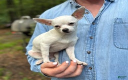 Chihuahua dogs for sale: Lancelot - Image 5