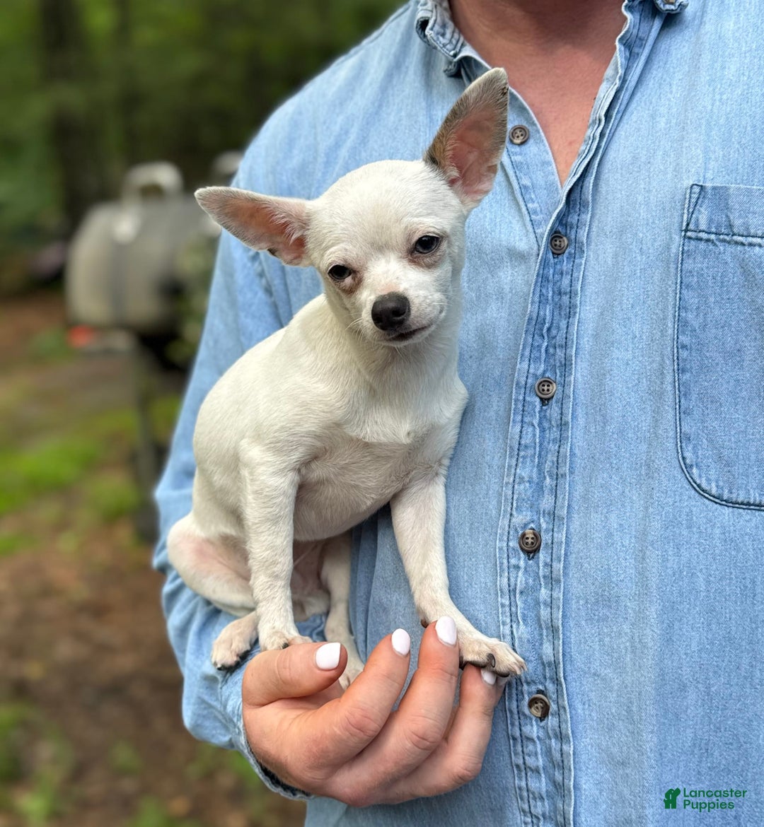 Chihuahua dogs for sale: Lancelot - Image 5