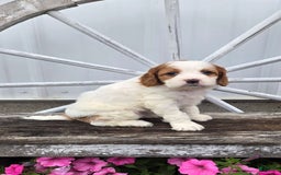 Cavapoo dogs for sale: Ellie - Image 2