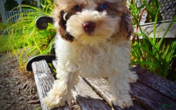 Havapoo dogs for sale: Gabby - Image 9