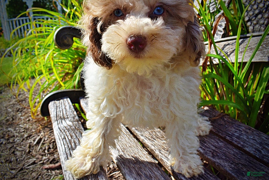 Havapoo dogs for sale: Gabby - Image 9