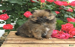 Pomeranian dogs for sale: Joy - Image 10