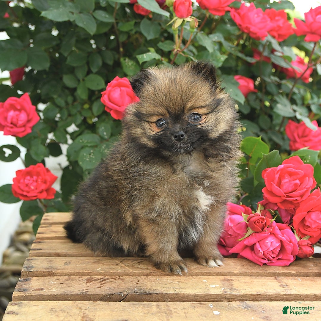 Pomeranian dogs for sale: Joy - Image 10