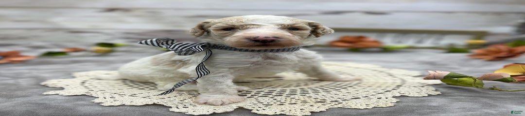 Gus