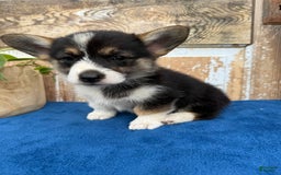 Welsh Corgi Pembroke dogs for sale: Carly - Image 12