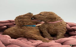Toy Poodle dogs for sale: Nova - Image 4