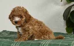 Cavapoo dogs for sale: Finny - Image 6