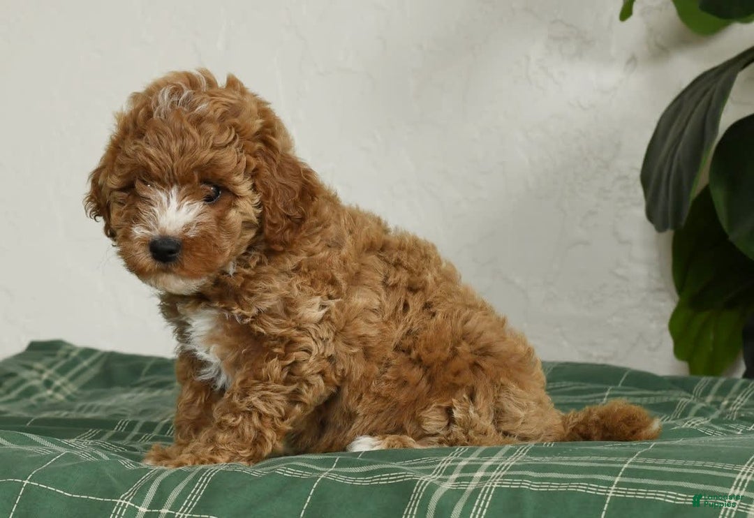 Cavapoo dogs for sale: Finny - Image 6