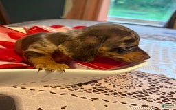 Miniature Dachshund dogs for sale: Tigger - Image 2