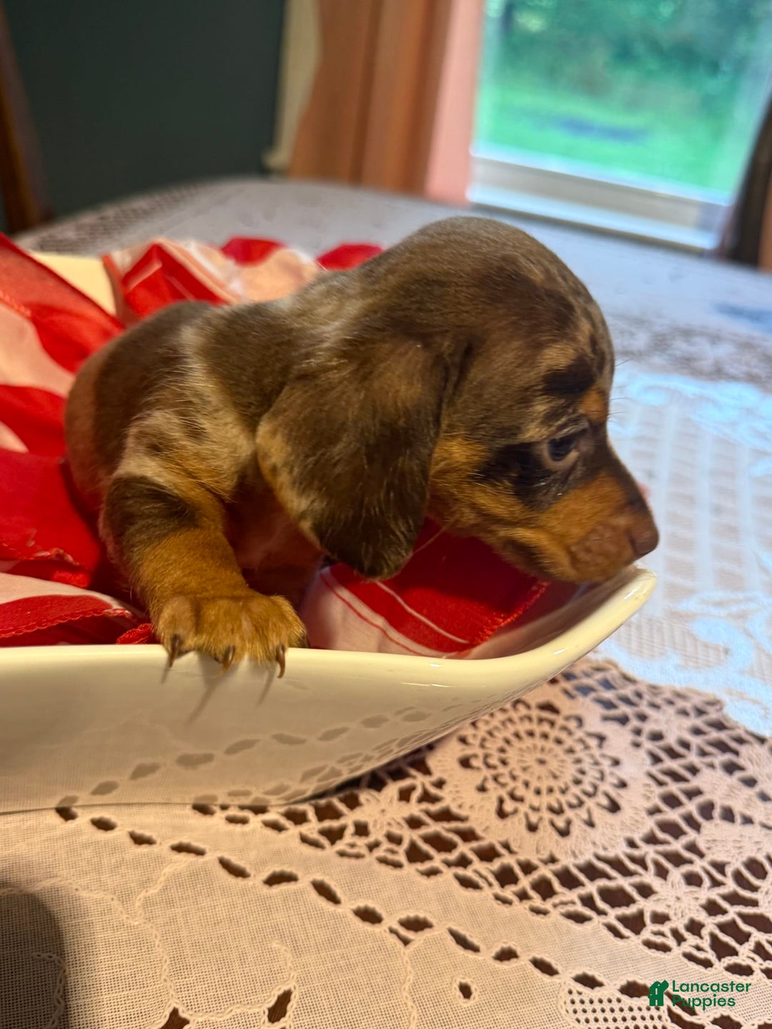 Miniature Dachshund dogs for sale: Tigger - Image 2