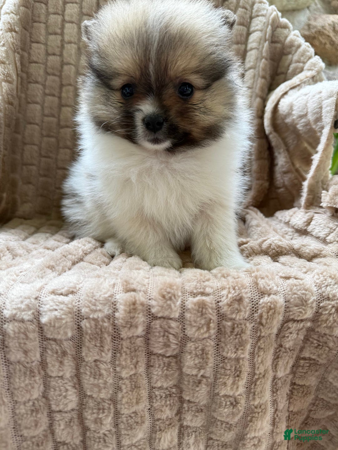 Pomeranian dogs for sale: Cory - Image 7